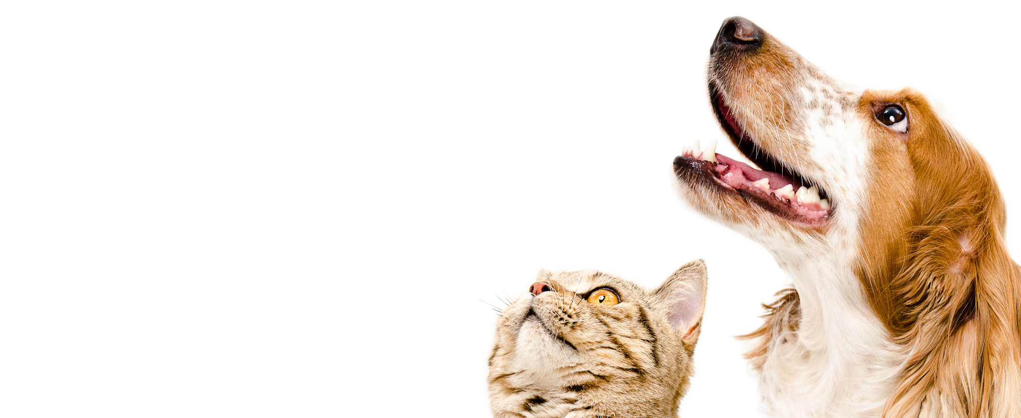 Hund und Katze schauen erwartungsvoll nach oben