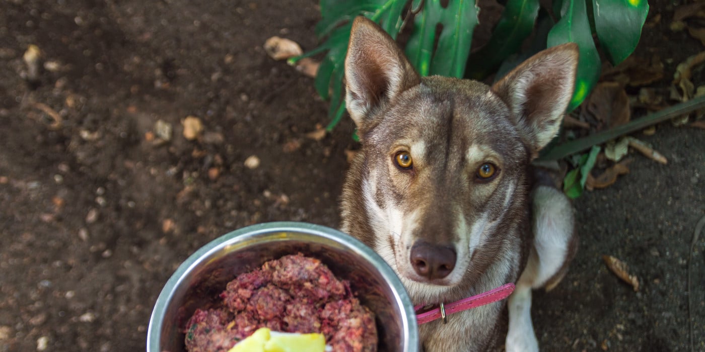 Hund sitzt hinter einer Schüssel mit rohem BARF-Futter