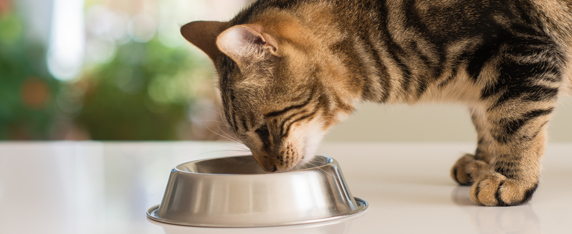 Katze frisst aus einer Edelstahlschüssel