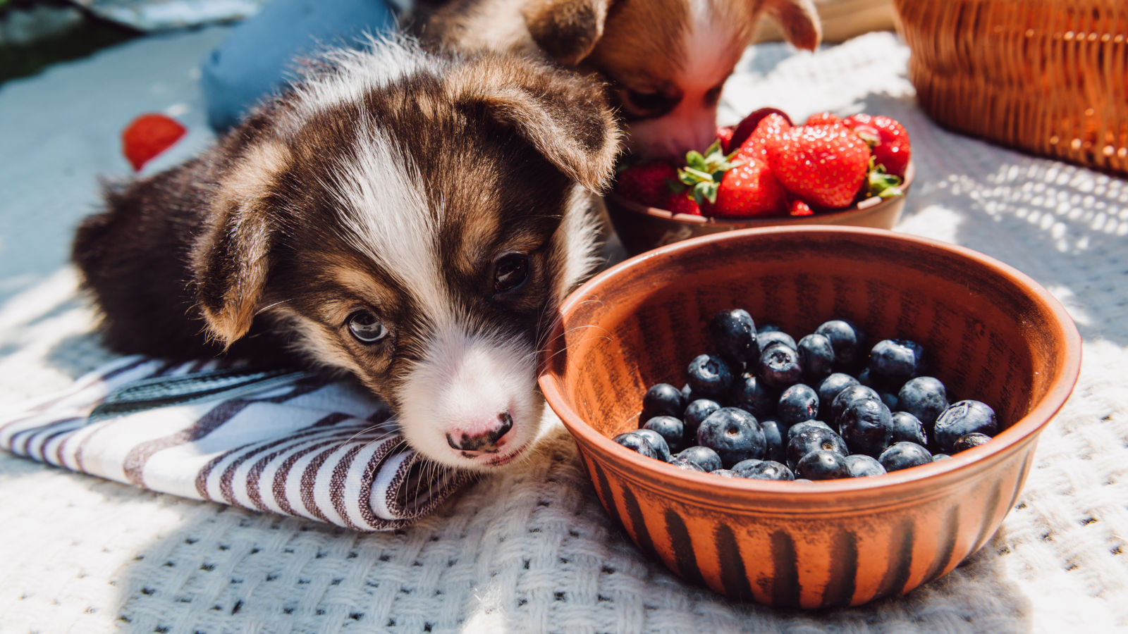 Hund mit Blaubeeren