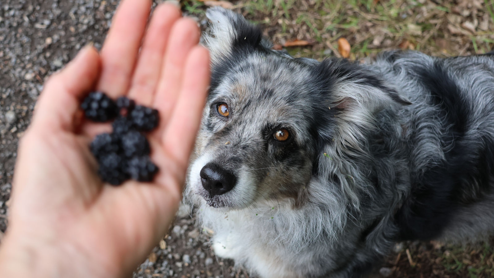 Hund frisst Brombeeren vom Strauch