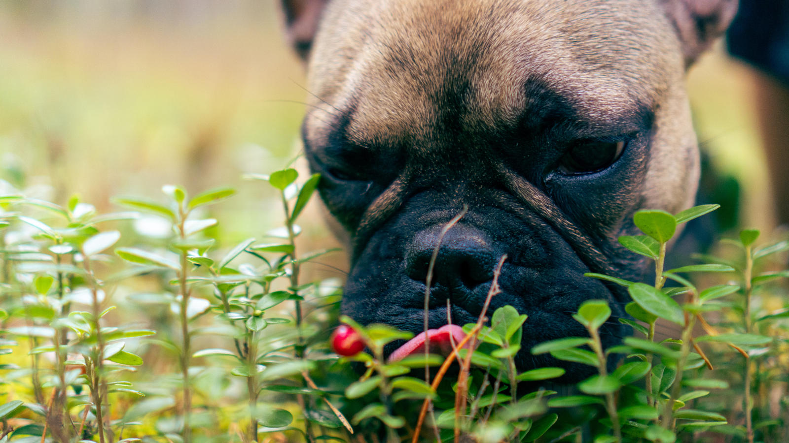 Französische Bulldogge leckt an einer Cranberry-Sträuchern