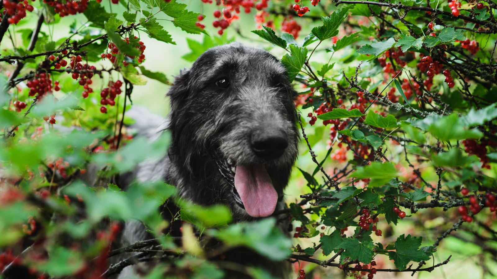 Hund zwischen Johannisbeersträuchern