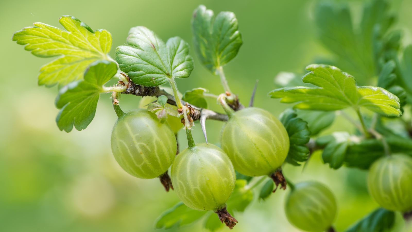 Hund schnuppert an Stachelbeeren am Strauch