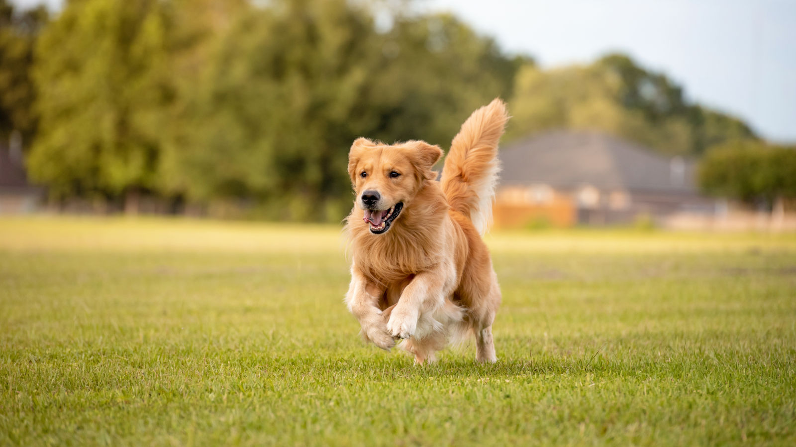 Golden Retriever rennt über eine Wiese